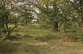 土坑墓