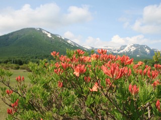 田代高原