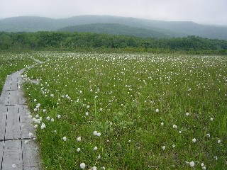 田代平湿原