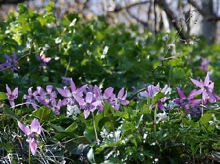 カタクリの花