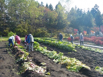 野菜収穫1