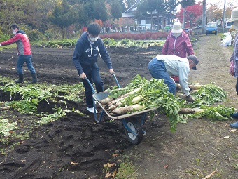 野菜収穫3