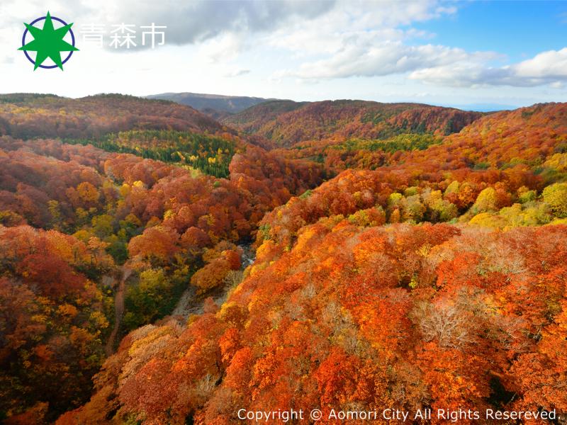 八甲田の紅葉