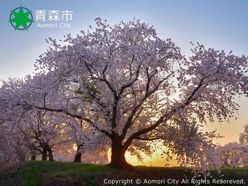 浪岡城跡1