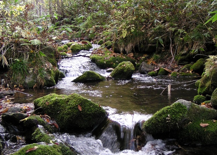 横内川水源地 上流の画像